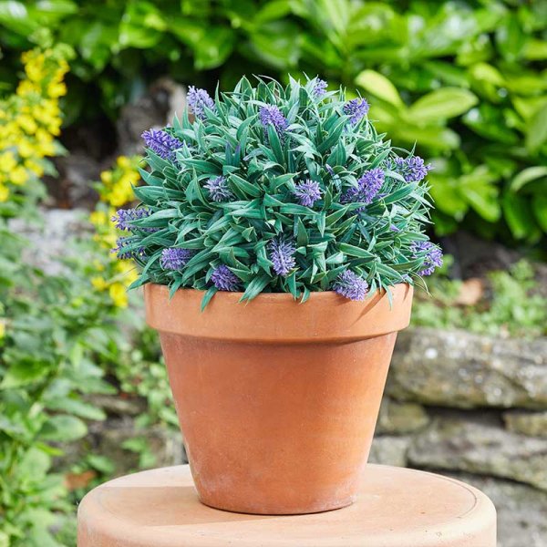 Smart Garden Lavender Topiary Ball 30cm